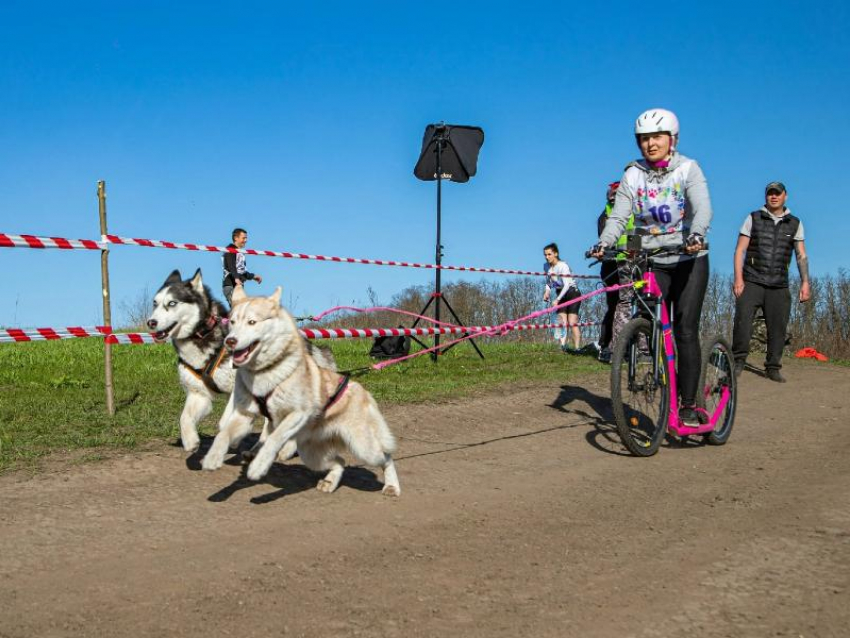 На выходных под Таганрогом пройдут гонки на собачьих упряжках