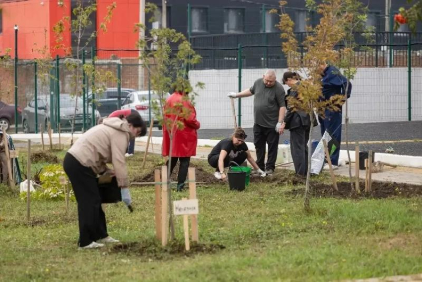 В сквере Комбайностроителей Таганрога высадили 19 кленов, в честь погибших участников СВО