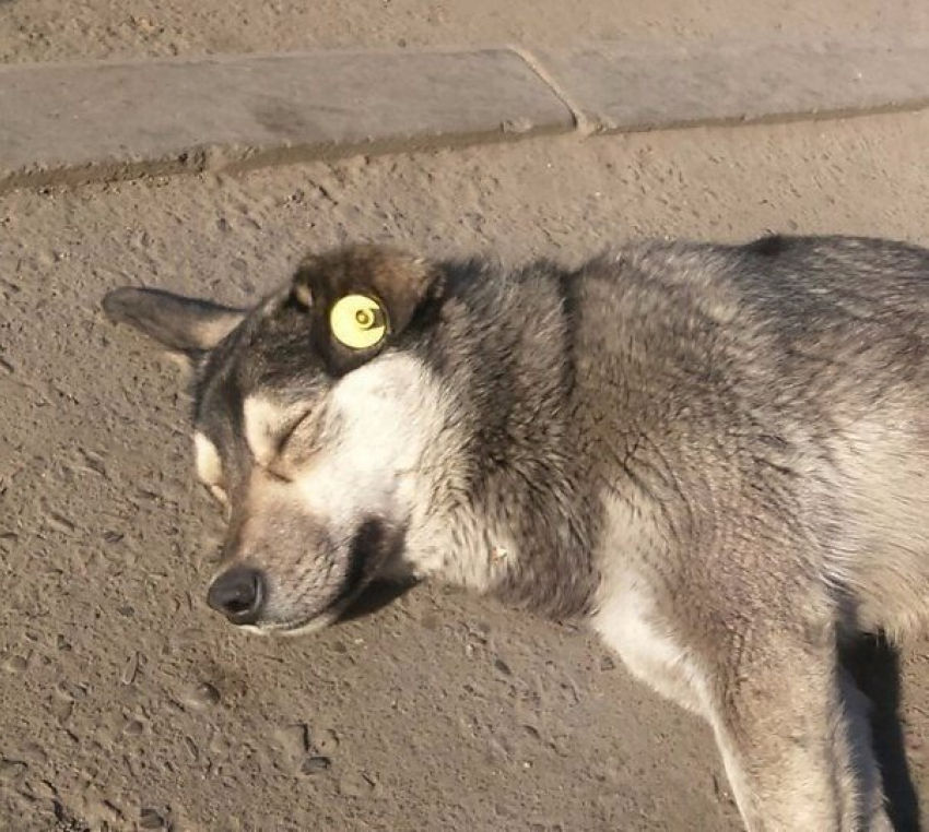 В Таганроге появятся гламурные собаки с сережками в ушах
