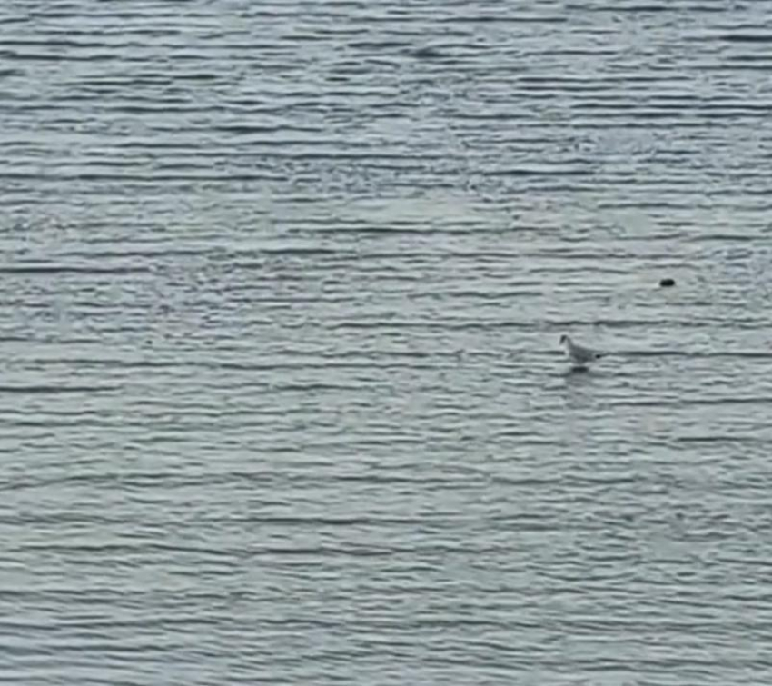 "Святые» чайки из Таганрога покорили интернет