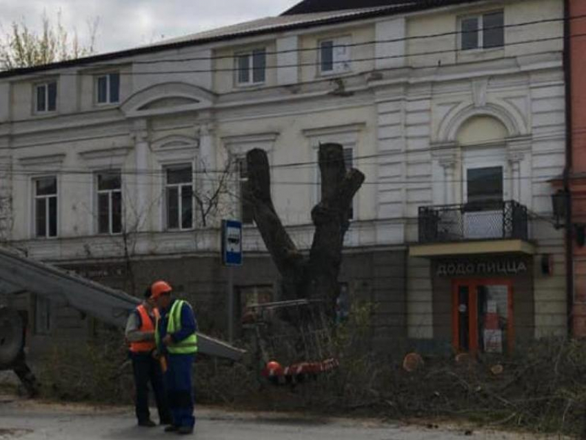 В Таганроге на улице Петровской стали вырубать деревья