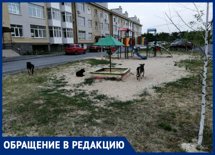 Бродячие собаки атакуют детские площадки в Таганроге