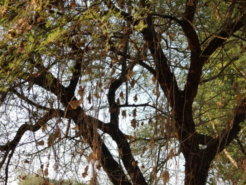 В Дубках спилили еще три вековых дерева: вот в чем причина 