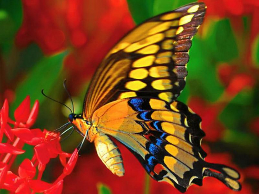 Бабочка монарх раскраска - 60 фото