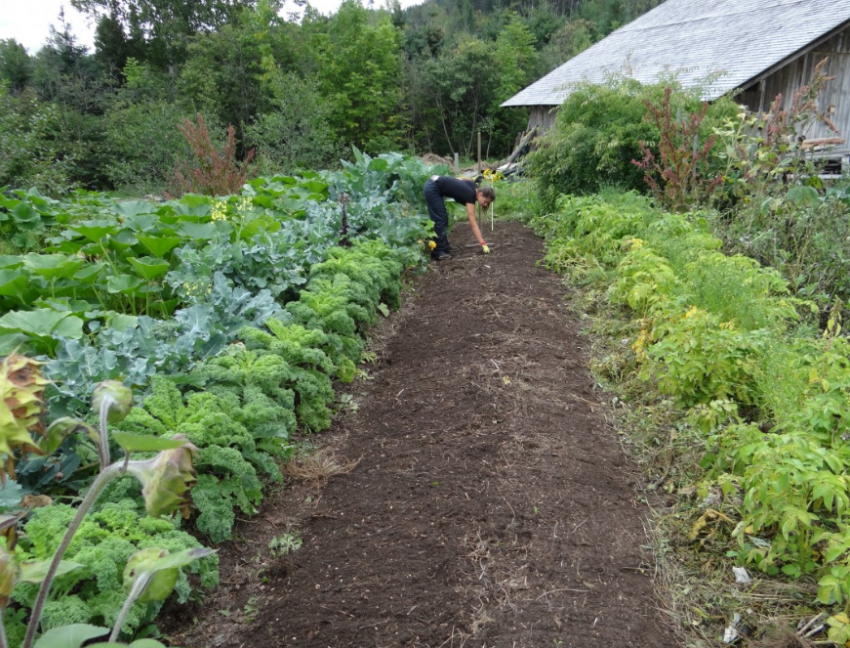  Как сделать правильные грядки? Ответ таганрогским огородникам от агрономов