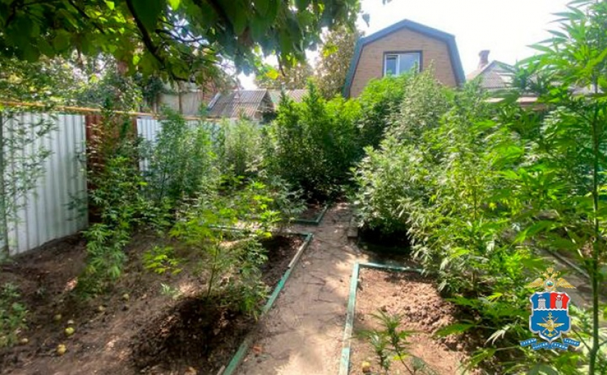 Незаконный «сад» в Таганроге: мужчина вырастил 23 куста запрещенного растения