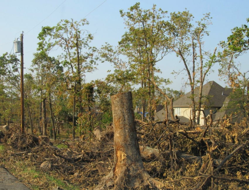 "Не благоустройство, а варварство": губернатор Слюсарь пришёл в негодование и запретил вырубку деревьев на Дону без жёсткого условия