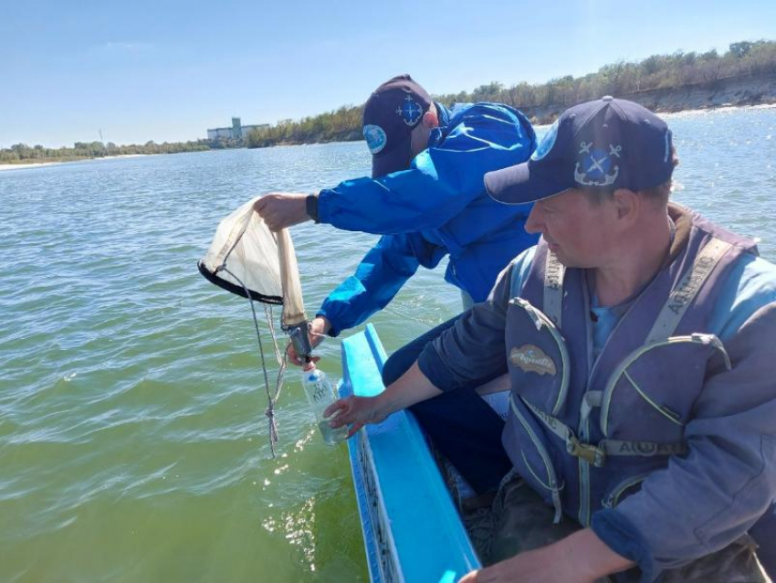 Ценные рыбы Таганрогского залива заселят и соседний Дон