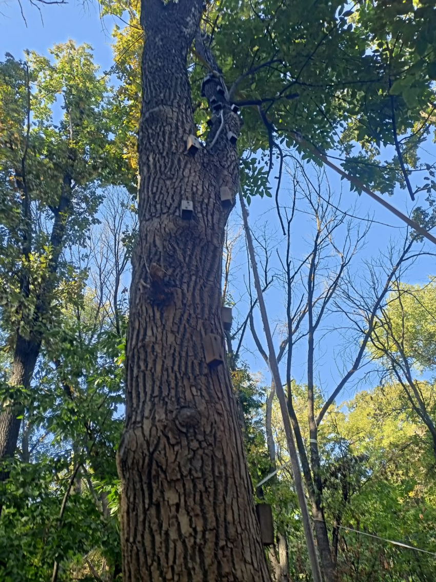 Огромные гвозди в вековых дубах: варвар изводит рощу тарзанками, таганрогские эковолонтёры грозят расправой 