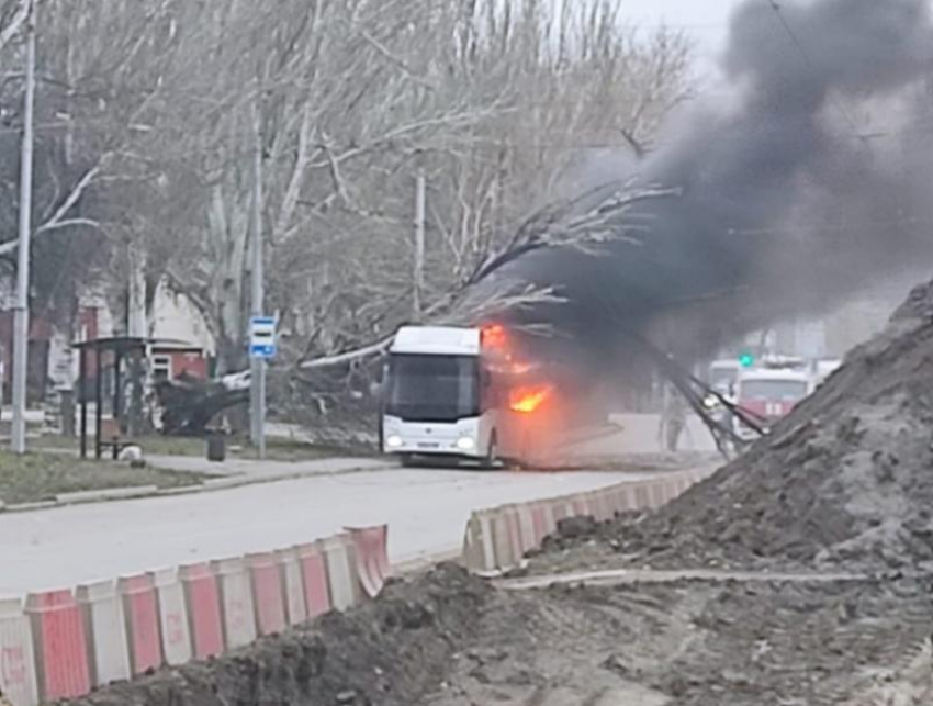 В Таганроге на автобус с пассажирами рухнуло дерево, есть пострадавшие