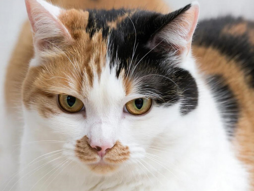 Федоров день: почему 8 февраля не стоит пускать чужих в дом