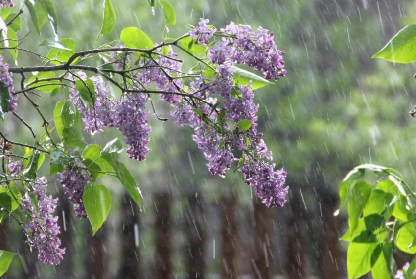 Майские праздники в Таганроге  будут омрачеы дождями