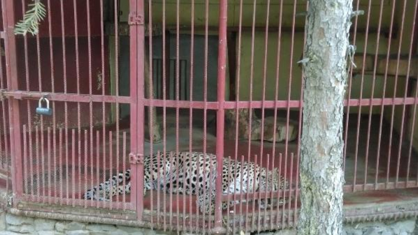 Жители Таганрога требуют расформирования живого уголка