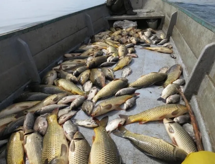 Таганрогский залив теряет родную рыбу: учёные предлагают запретить промысел