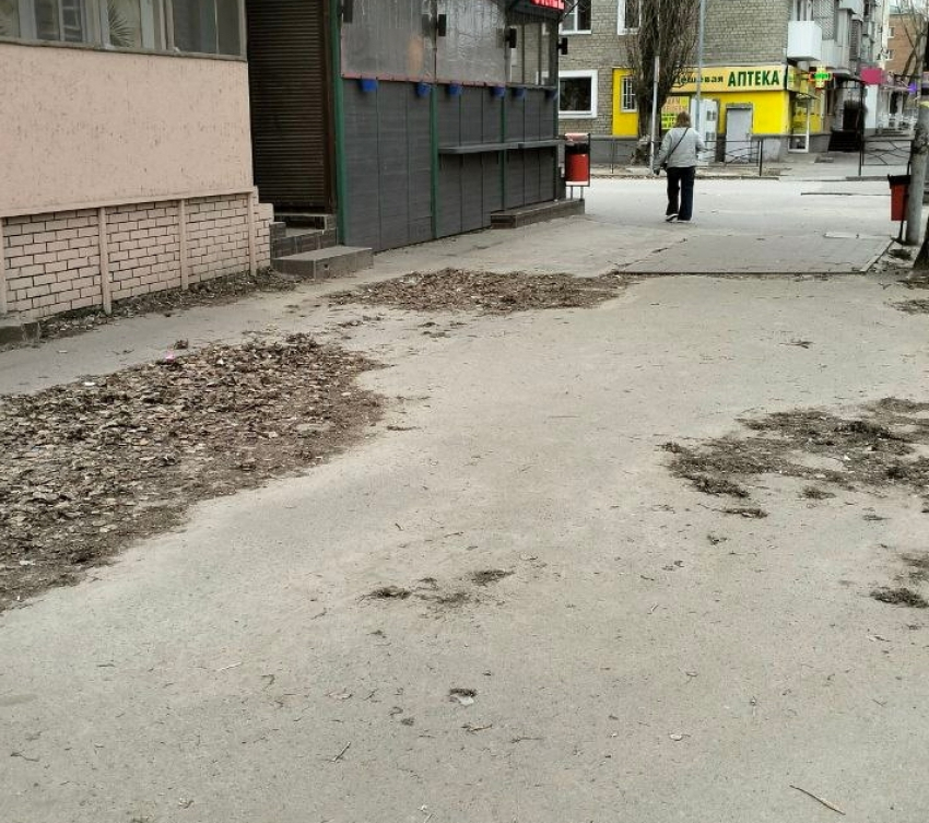 "Гербарий, наверное, собирают": таганрожцы придумали версию почему с улиц не убирают листву