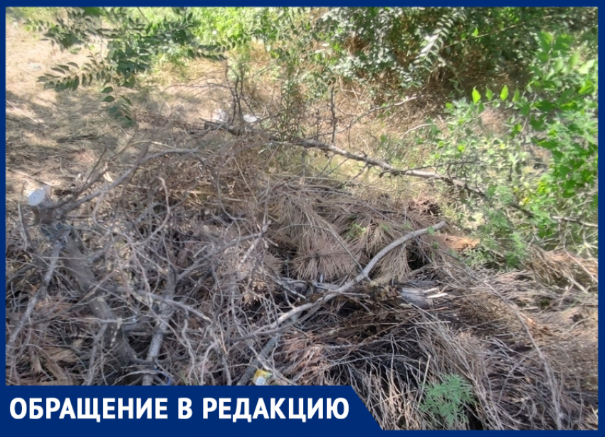 Агрессивный паразит грозит погубить все деревья на Пушкинской набережной в Таганроге