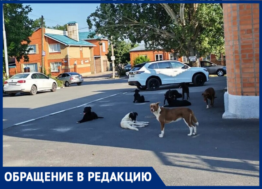 "Детей когда-то разорвут": агрессивные бродячие собаки атакуют таганрожцев на Богудонии