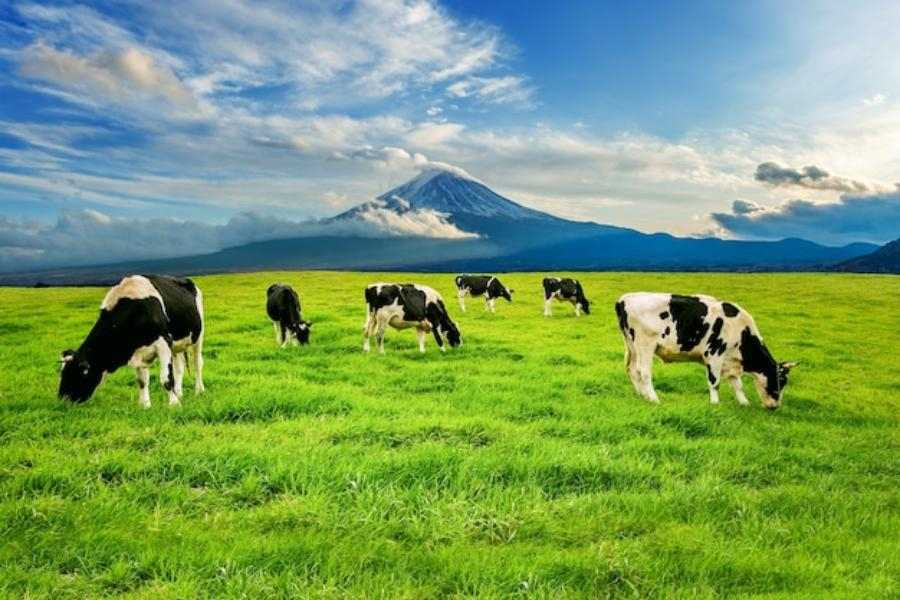 О некачественной молочной продукции на таганрогских прилавках