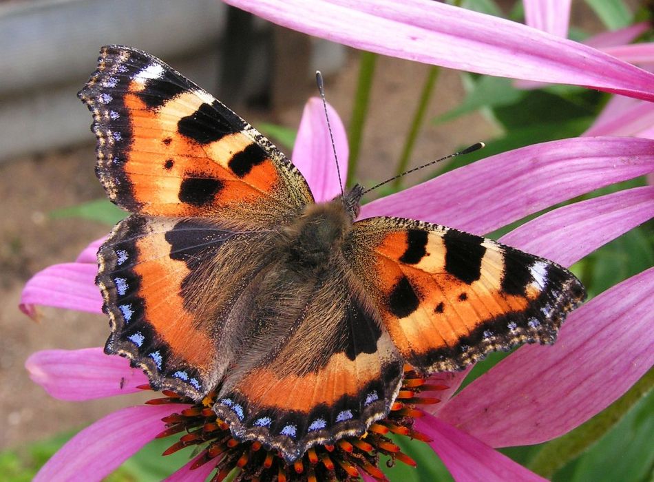 Красота природы: фотографии бабочки махаон