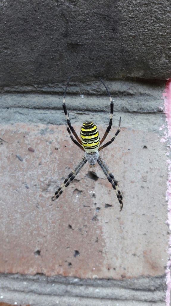 Желто черный паук. Черно желтый паук. Желтые пауки Нижегородская об. Бердянск паук желтый.
