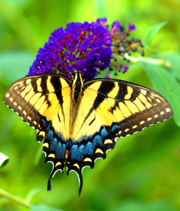 Махагон бабочка (66 фото) - красивые фото и картинки витамин-п-байкальский.рф