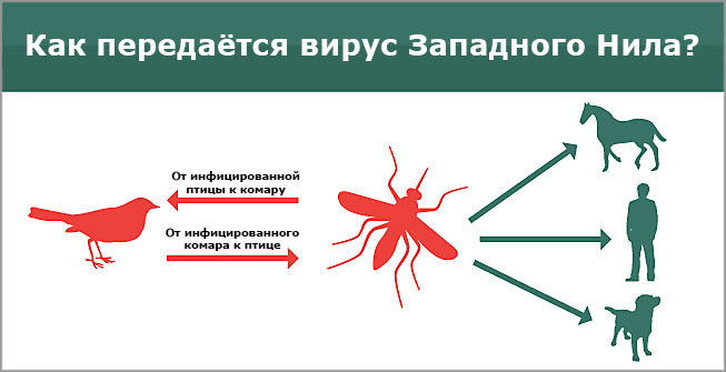 mosquitomagnet.spb.ru.jpg